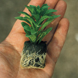 Lobelia Queen Victoria (3cm Jumbo Plug)