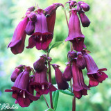 Penstemon Pensham Plum Jerkum