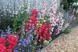 Penstemon Mixed (Hardy)