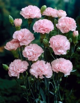 Dianthus Doris