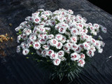 Dianthus Scent First Coconut Sundae