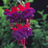 Fuchsia Dark Eyes