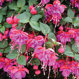 Fuchsia Dark Eyes