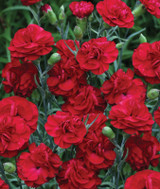 Dianthus Scent First Passion