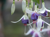 Fuchsia Hardy Delta Sarah