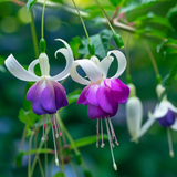 Fuchsia Hardy Delta Sarah