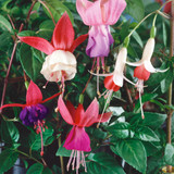 Fuchsia Hardy Mix
