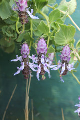 Coleus Cat Shoo