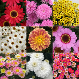 Argyranthemum Mixed