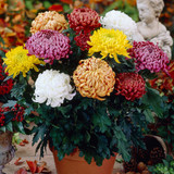 Chrysanthemum Pink Allouise