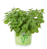 Apple Mint