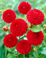 Dahlia 'Nescio'