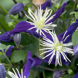 Clematis Aromatica