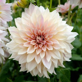 Dahlia 'Cafe Au Lait'