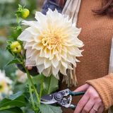 Dahlia 'Cafe Au Lait'