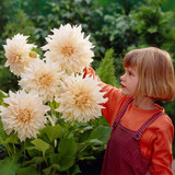 Dahlia 'Cafe Au Lait'