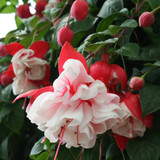 Fuchsia Trailing Swing Time