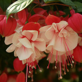 Fuchsia Trailing Swing Time