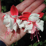 Fuchsia Trailing Swing Time