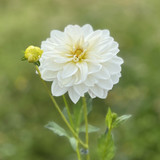 Dahlia 'White Onesta'