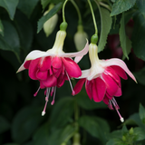 Fuchsia Seventh Heaven
