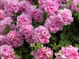 Surfinia Double Pink