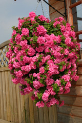 Surfinia Double Pink