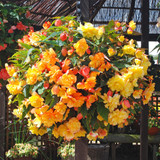 Begonia Illumination Apricot Shades