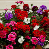 Verbena Trailing Mixed