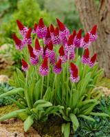 33 Primula Vialii (Maxi Plugs)