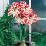 Amaryllis Clown 26cm+