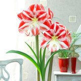 Amaryllis Clown 26cm+