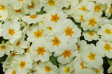 Primula 'Cottage Cream'