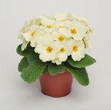 Primula 'Cottage Cream'