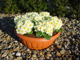 Primula 'Cottage Cream'
