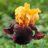 Iris germanica 'Supreme Sultan'