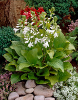 Hosta 'Royal Standard'