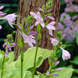 Hosta Summer Fragrance