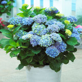 Hydrangea Magical Revolution