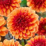 Dahlia 'David Howard'