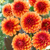 Dahlia 'David Howard'