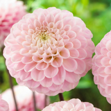 Dahlia 'Wizard Of Oz'