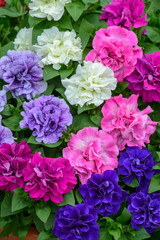 Petunia Tumbelina Mix – Double Flowered