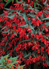 Begonia Million Kisses Amour