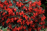 Begonia Million Kisses Amour