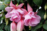 Fuchsia Julie Horton (Trailing)
