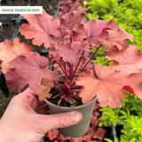 Heuchera 'Fire Chief'
