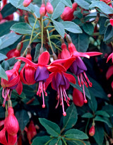 Fuchsia Tom Thumb