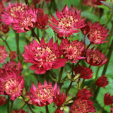 Astrantia Major Scarlet Pimpernel