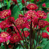 Astrantia Major Scarlet Pimpernel